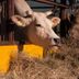 Altro