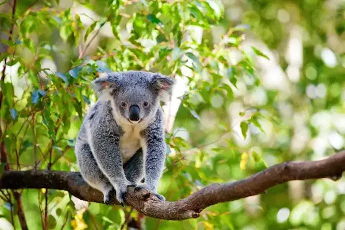 Koala_shutterstock_95758504