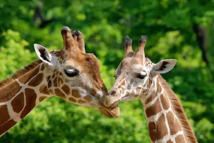 giraffe_shutterstock_171339302