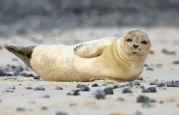 seal_shutterstock_124216504