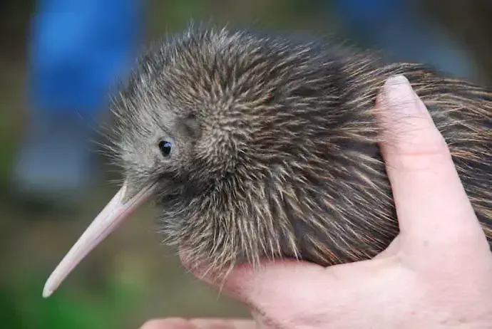 North-Island-Brown-Kiwi-Chick-_iStock_000017885855_Large