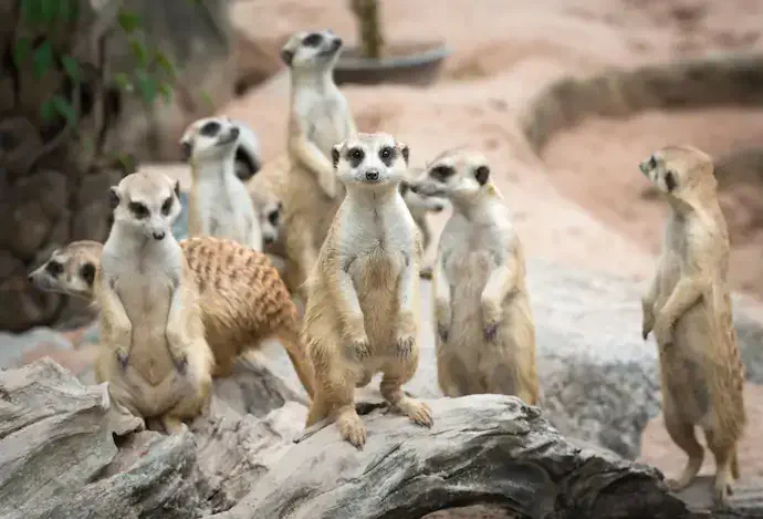 Family of Meerkats_shutterstock_131987705