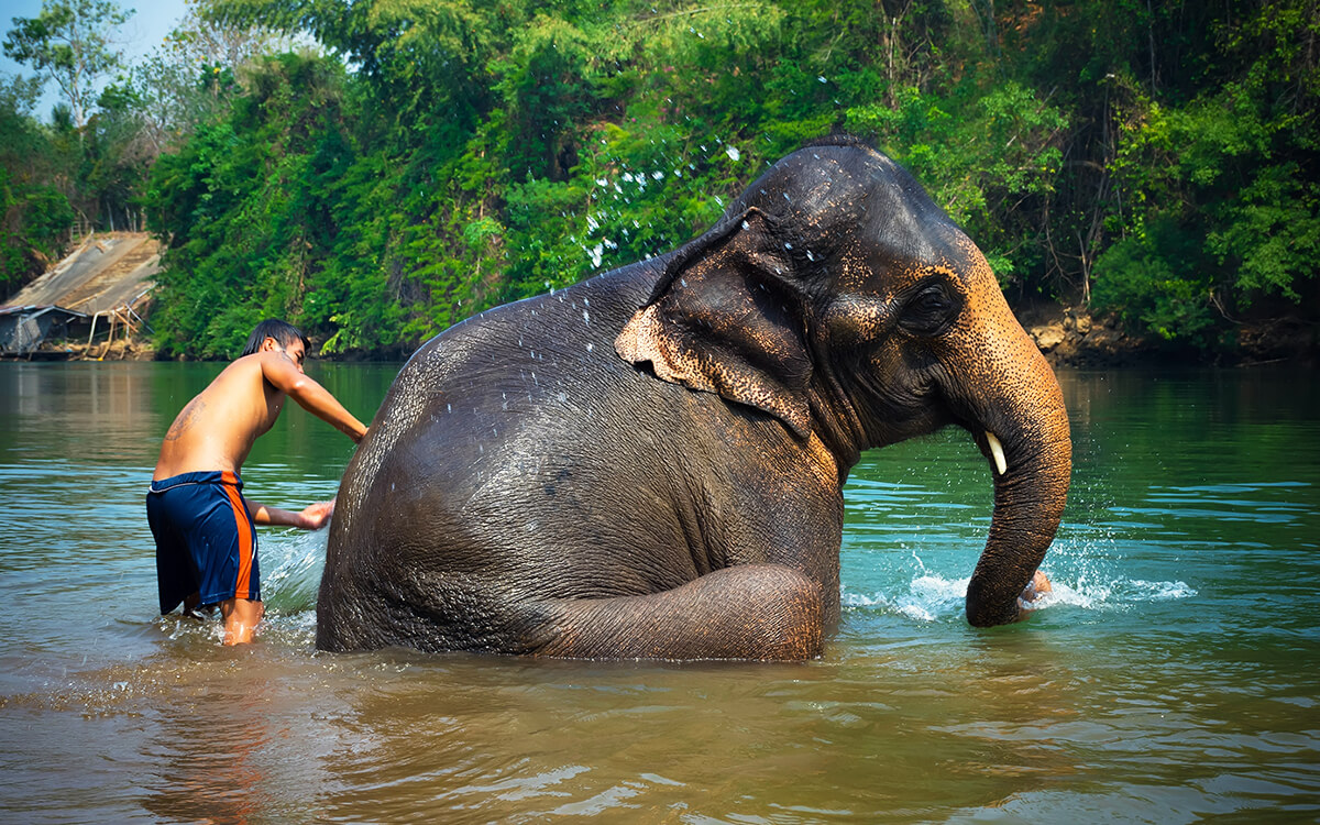 Thailandia elefanti