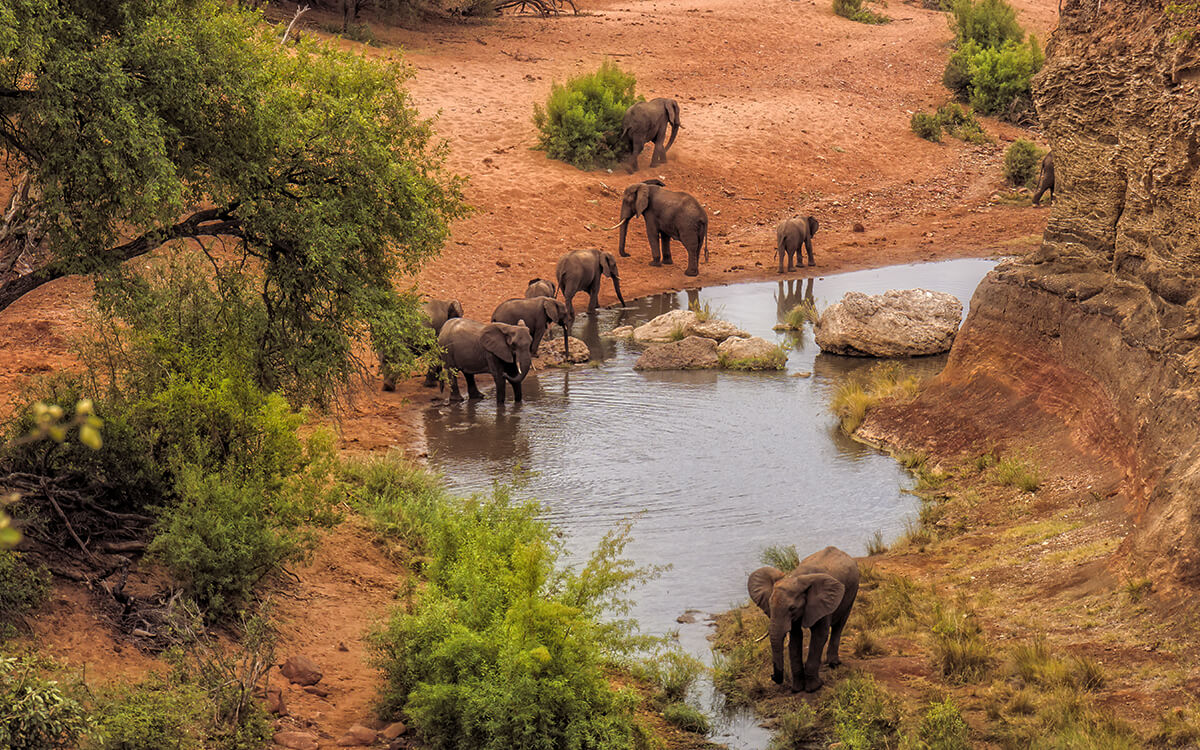 I posti più belli e spettacolari del mondo. Elefanti al Kruger National Park, Sudafrica