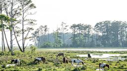 Hotel a Chincoteague
