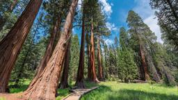 Case vacanza a Parco nazionale di Sequoia