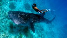 Hotel a Maldive