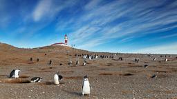 Trova voli economici per Punta Arenas