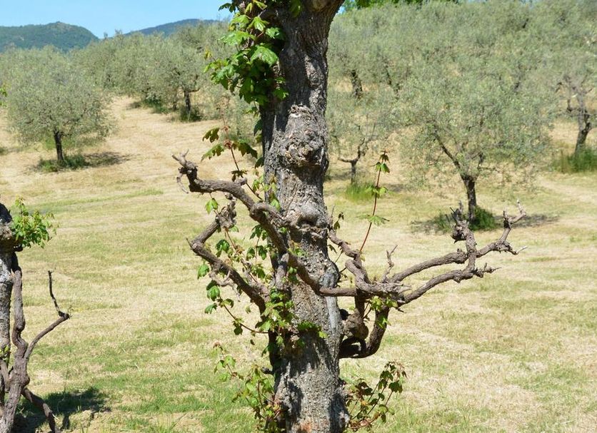 Vista esterna Foto
