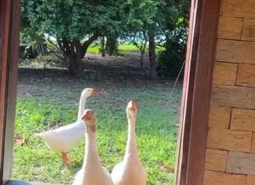 Altro Foto