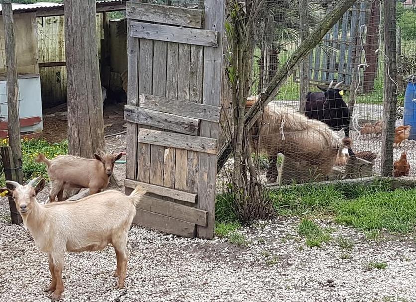 Altro Foto