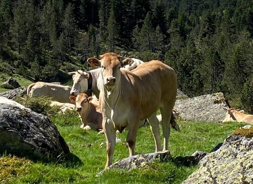 Altro Foto