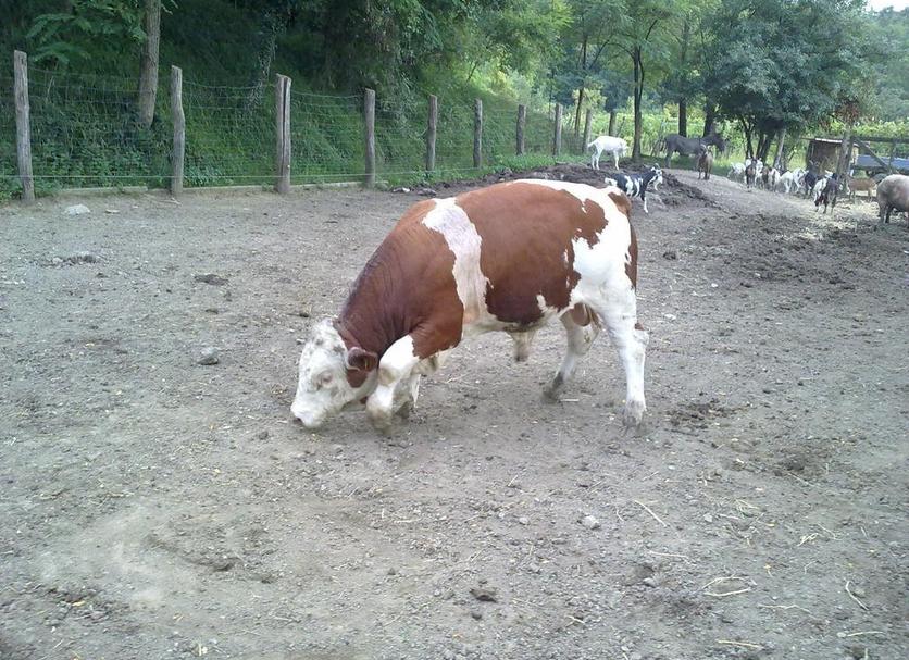 Altro Foto