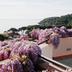 Terrazza